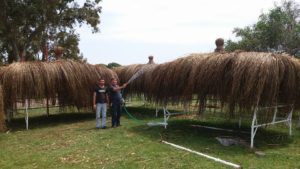 afrika çatısı, domuz bağı, çin otu, domuz otu